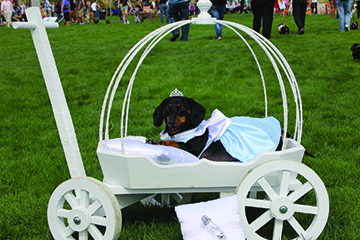 Woof Wagon - small dog carrier • Yorkies Gram